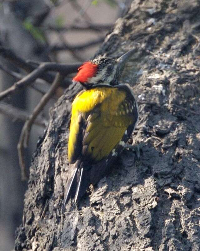 Image of Black-rumped Flameback