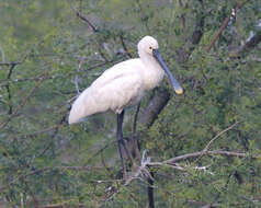 Image of spoonbill, eurasian spoonbill