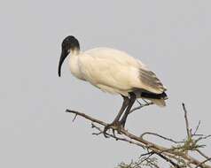 Image of Black-headed Ibis