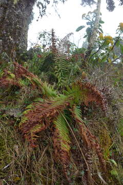 Sivun Dryopteris wallichiana (Spreng.) Hyl. kuva