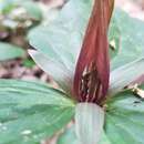 Image de Trillium gracile J. D. Freeman