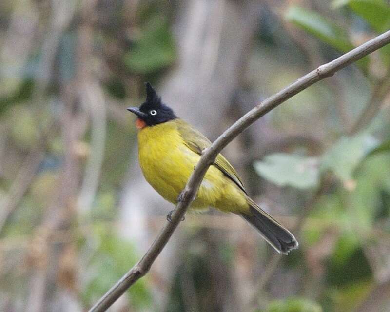 Image of Black-crested Bulbul