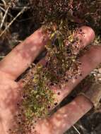 Image of Santa Catalina Island bedstraw