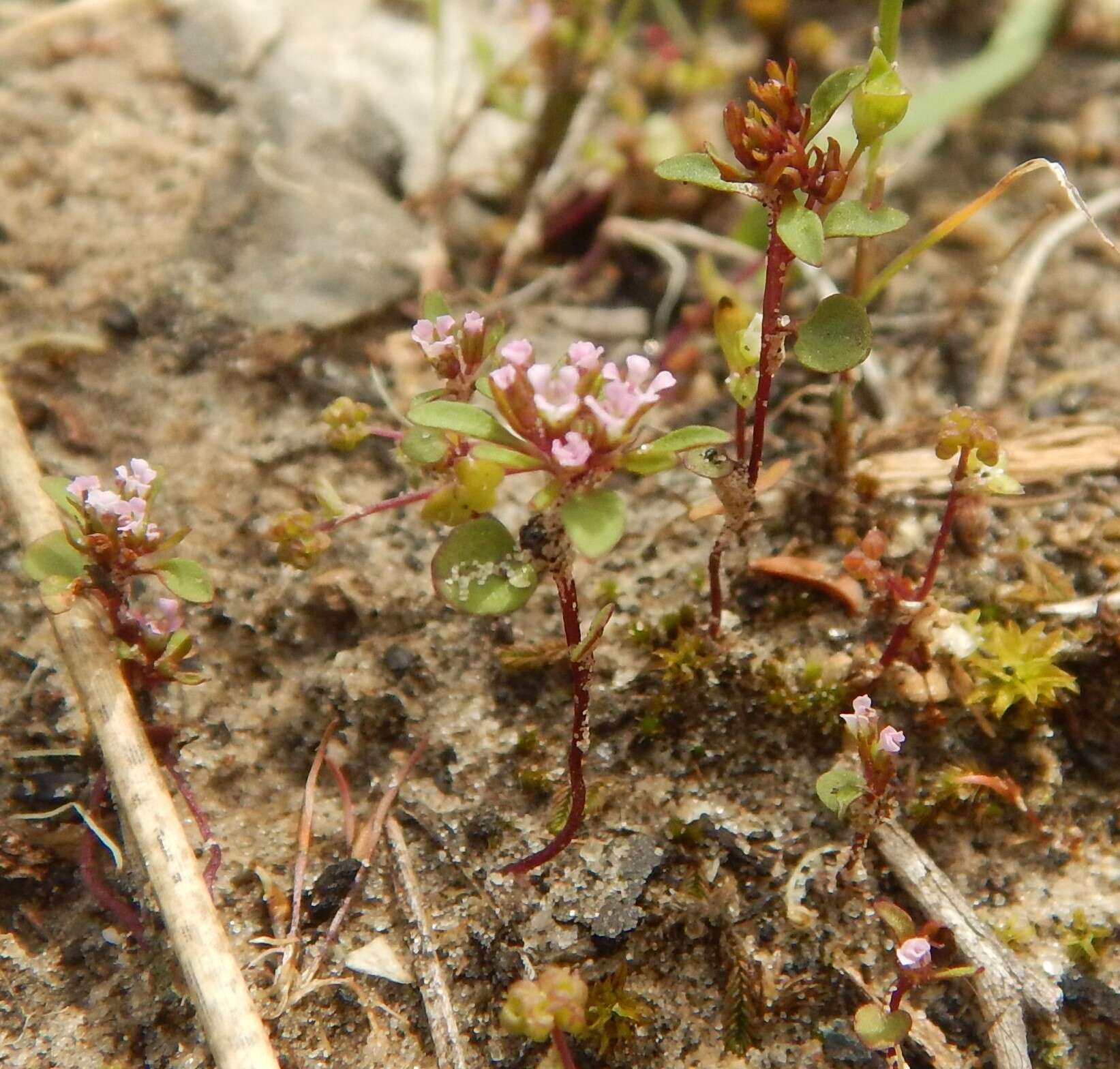 Image of Levenhookia pusilla R. Br.