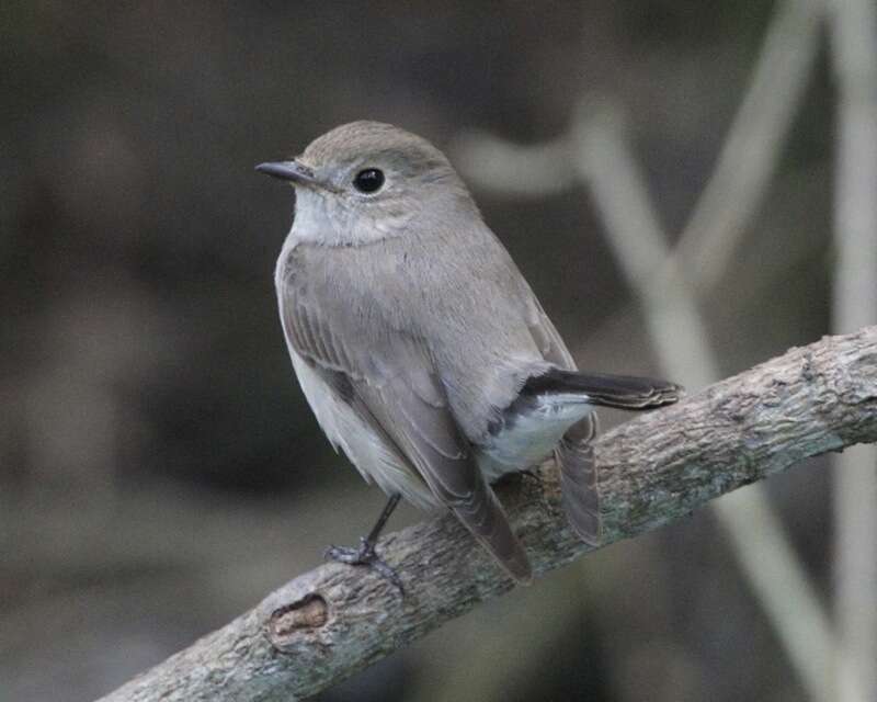 صورة Muscicapa dauurica Pallas 1811