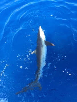 Image of Silky Shark