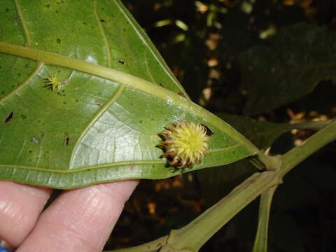 Plancia ëd Miconia trinervia (Sw.) D. Don ex Loud.