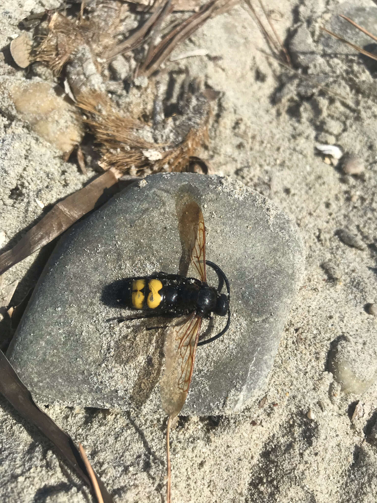 Image de Megascolia maculata flavifrons (Fabricius 1775)