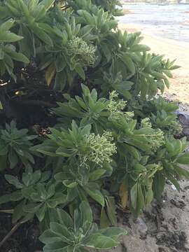 Image of Heliotropium arboreum (Blanco) Mabb.