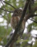 Image of Asian Barred Owlet