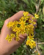 Слика од Solidago rigida subsp. glabrata (Braun) S. B. Heard & J. C. Semple