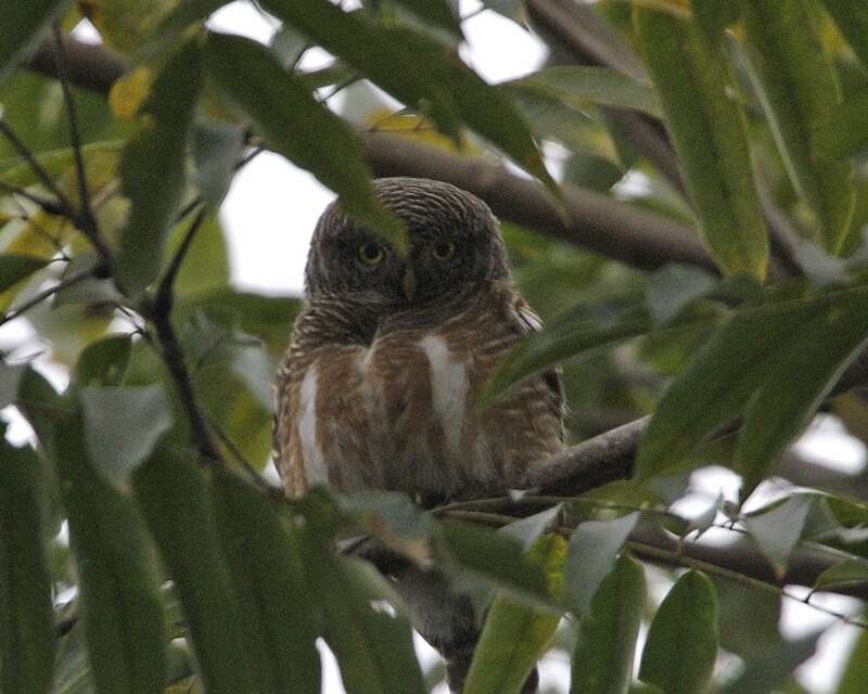 Image of Asian Barred Owlet