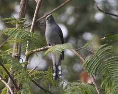 Image of Black-winged Cuckooshrike