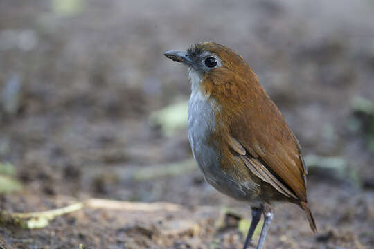 Image of White-bellied Antpitta