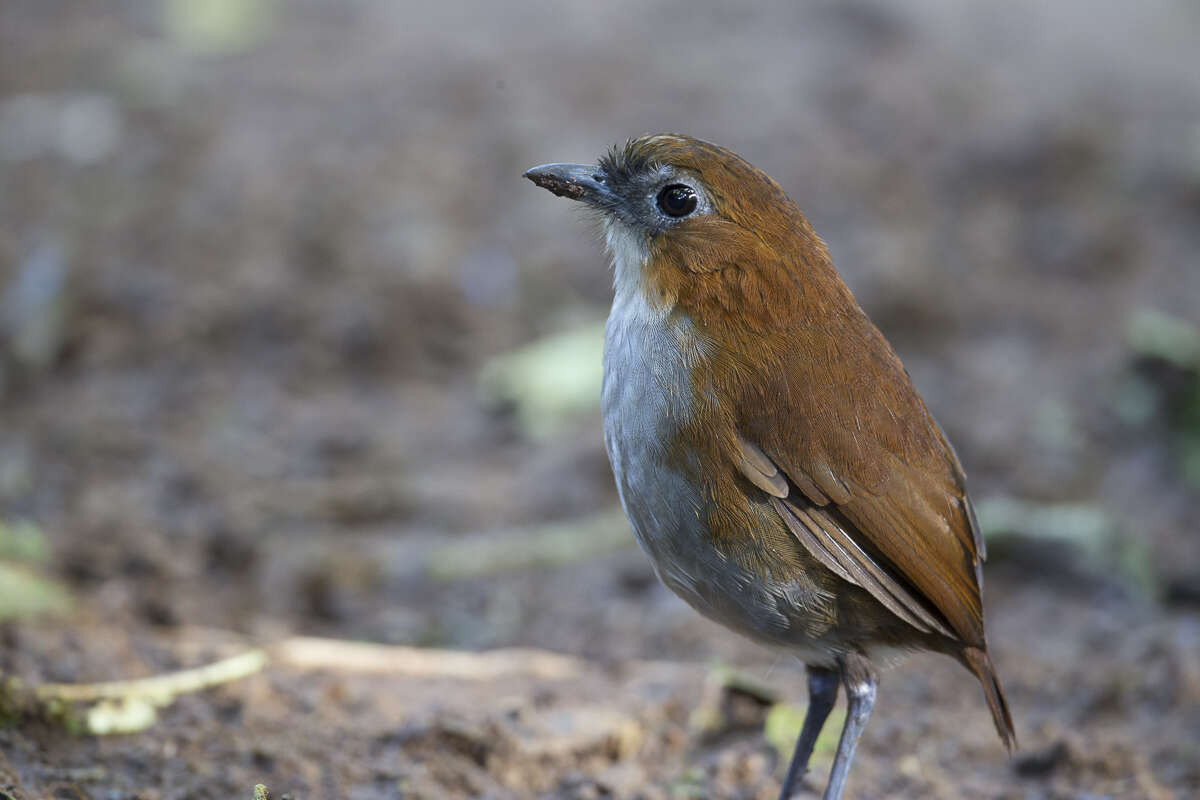 Image of White-bellied Antpitta