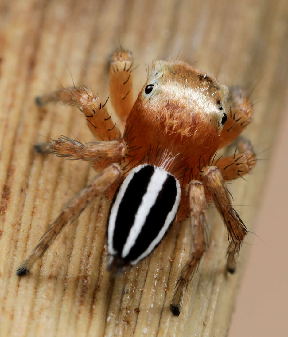 Image of Evarcha striolata Wesolowska & Haddad 2009