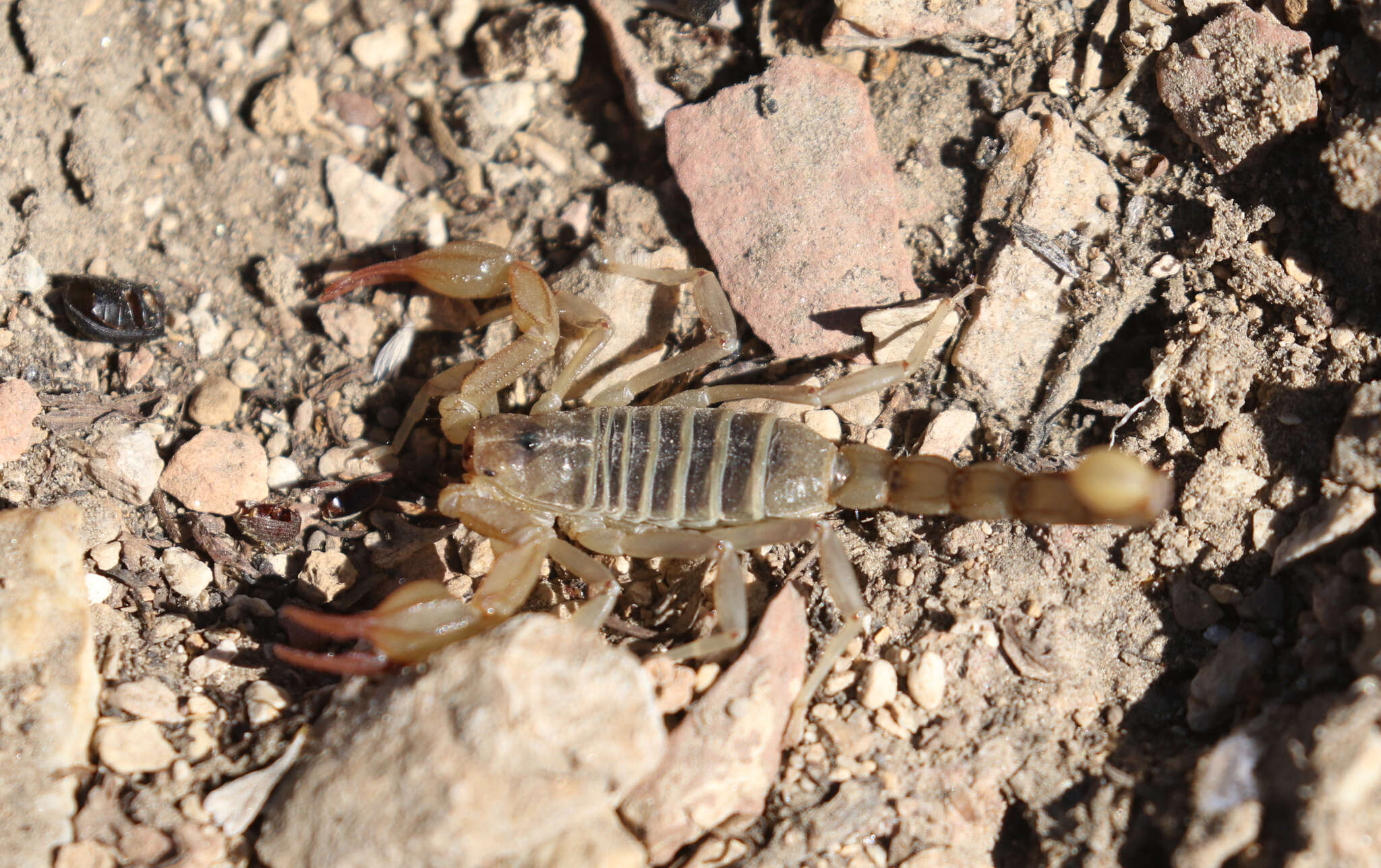 Image of Northern Scorpion