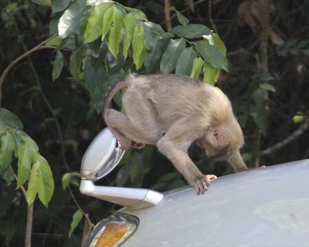 Imagem de Macaca leonina (Blyth 1863)