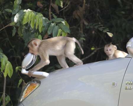 Imagem de Macaca leonina (Blyth 1863)