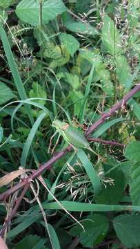 Image of saddle-backed bush-cricket