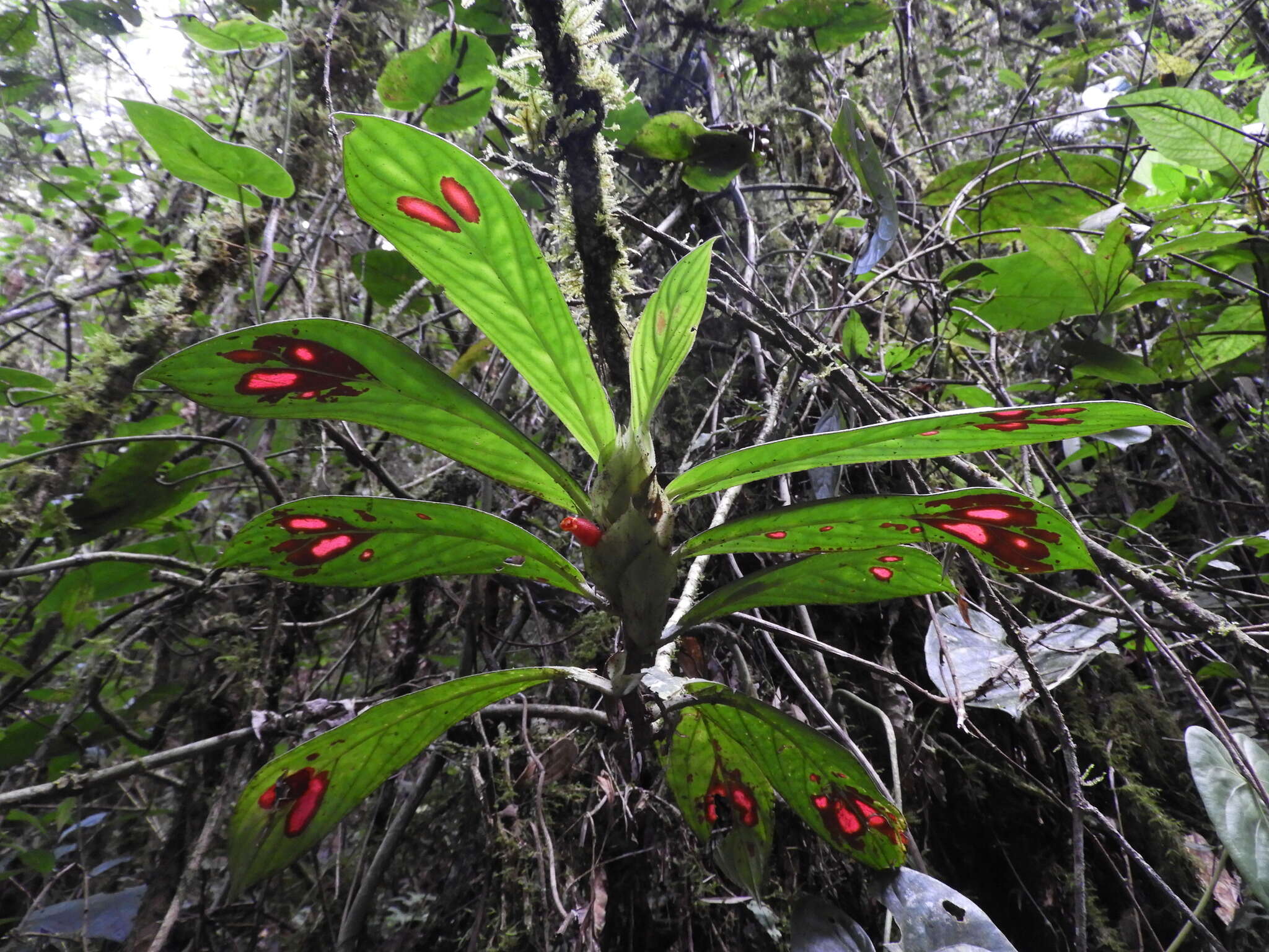 Image of Columnea dimidiata (Benth.) Kuntze