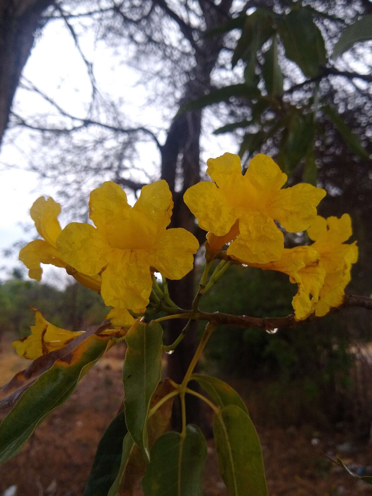 Image of Caribbean trumpet tree