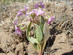 Image of Lassen sandverbena