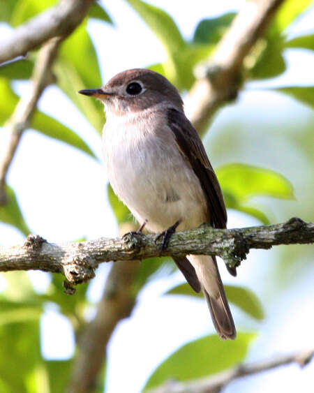 صورة Muscicapa dauurica Pallas 1811