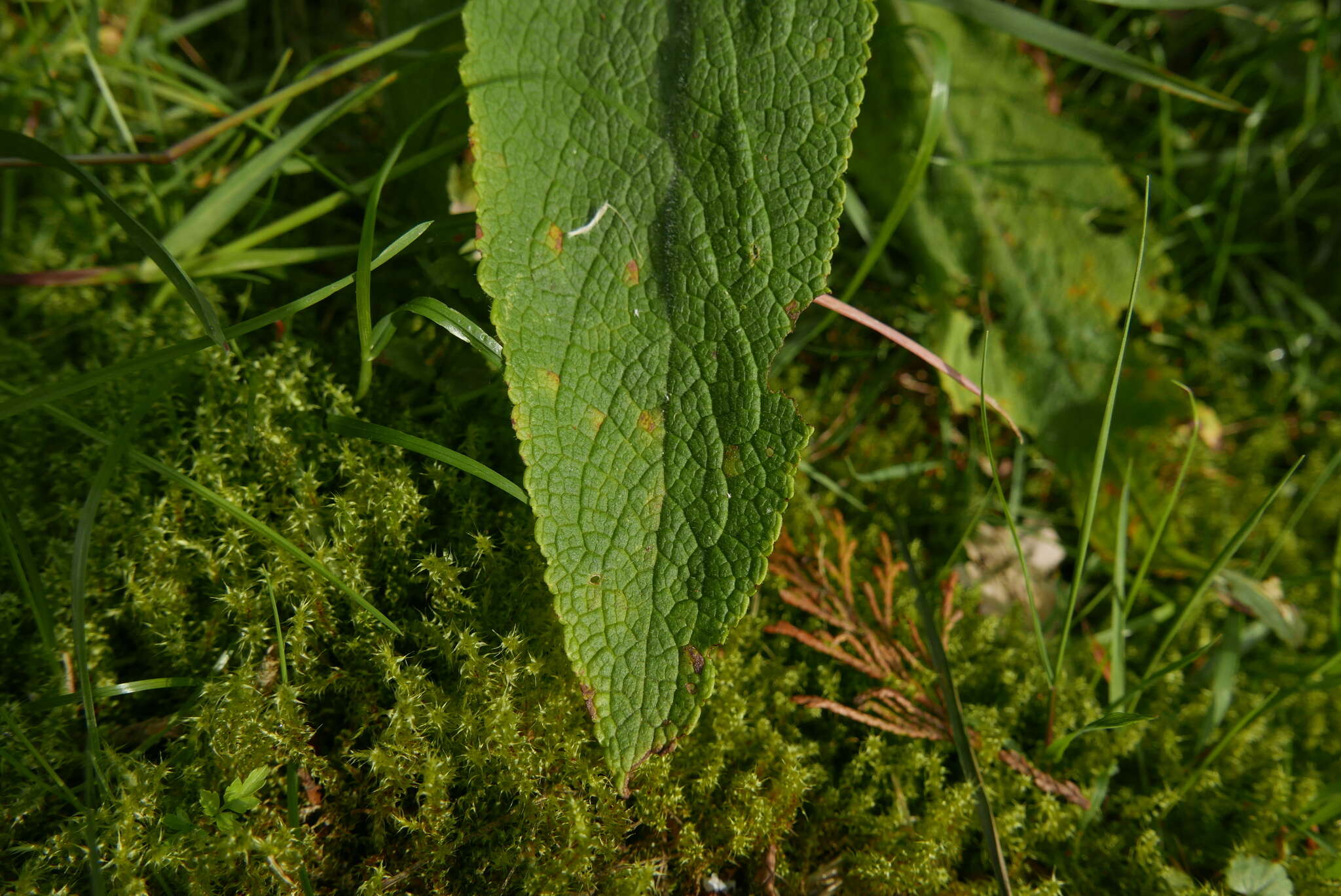 Imagem de Peronospora digitalis