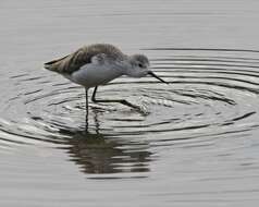 Image of Marsh Sandpiper