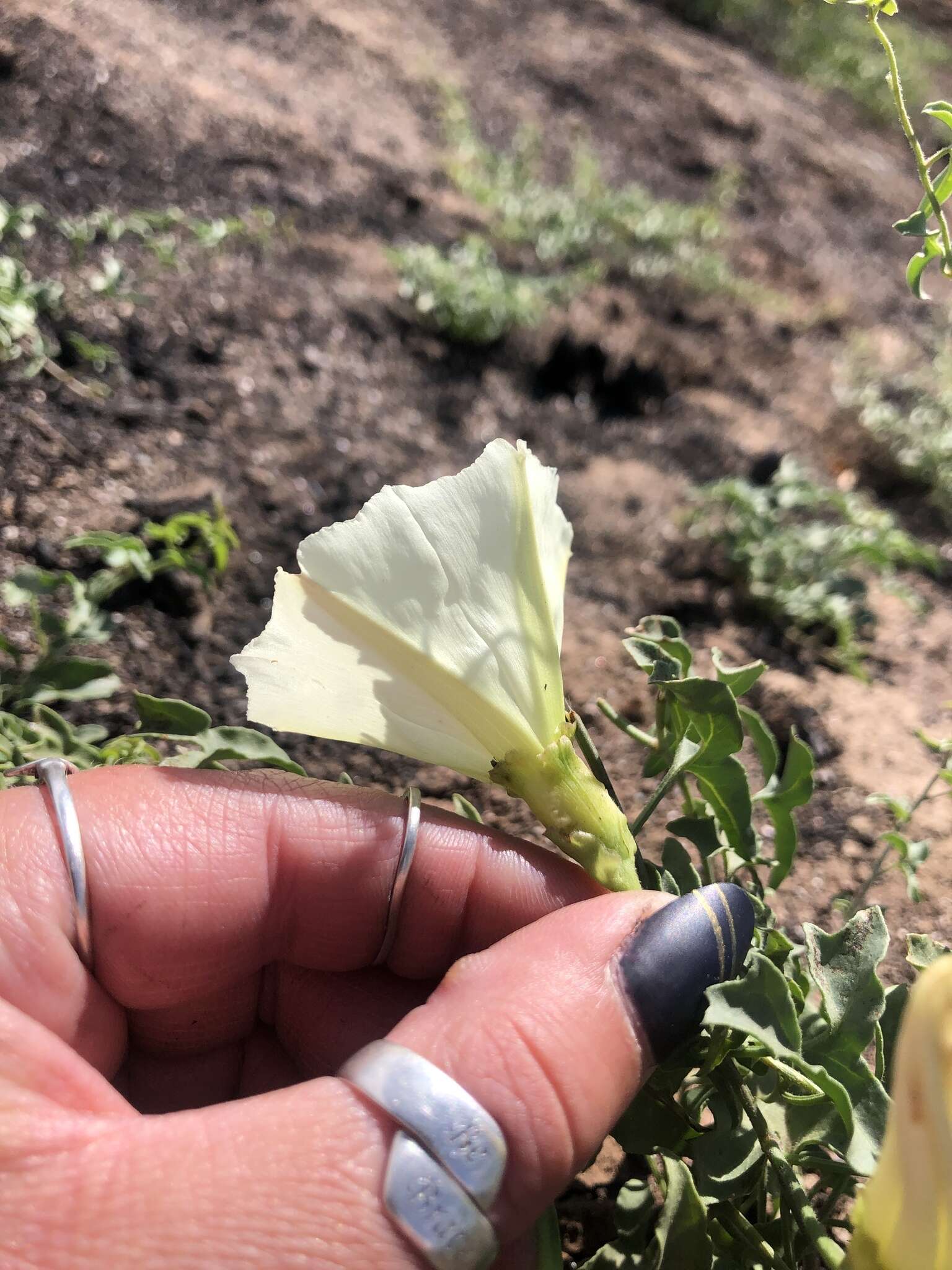 Image of Peirson's false bindweed