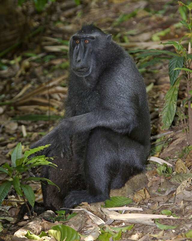 Image of Celebes crested macaque