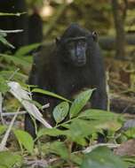 Image of Celebes crested macaque