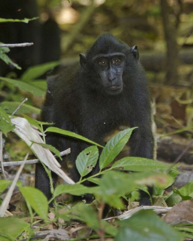 Image of Celebes crested macaque