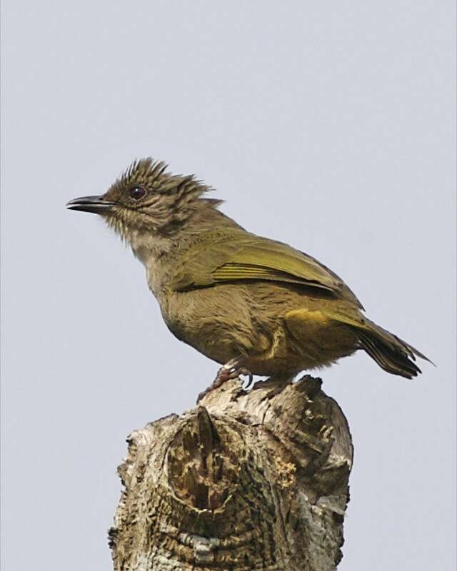 Image of Olive-winged Bulbul