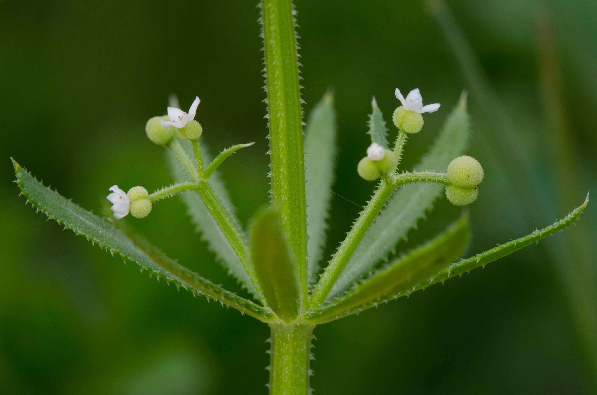 Plancia ëd Galium tricornutum Dandy