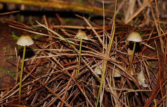 Image of Mycena epipterygia (Scop.) Gray 1821