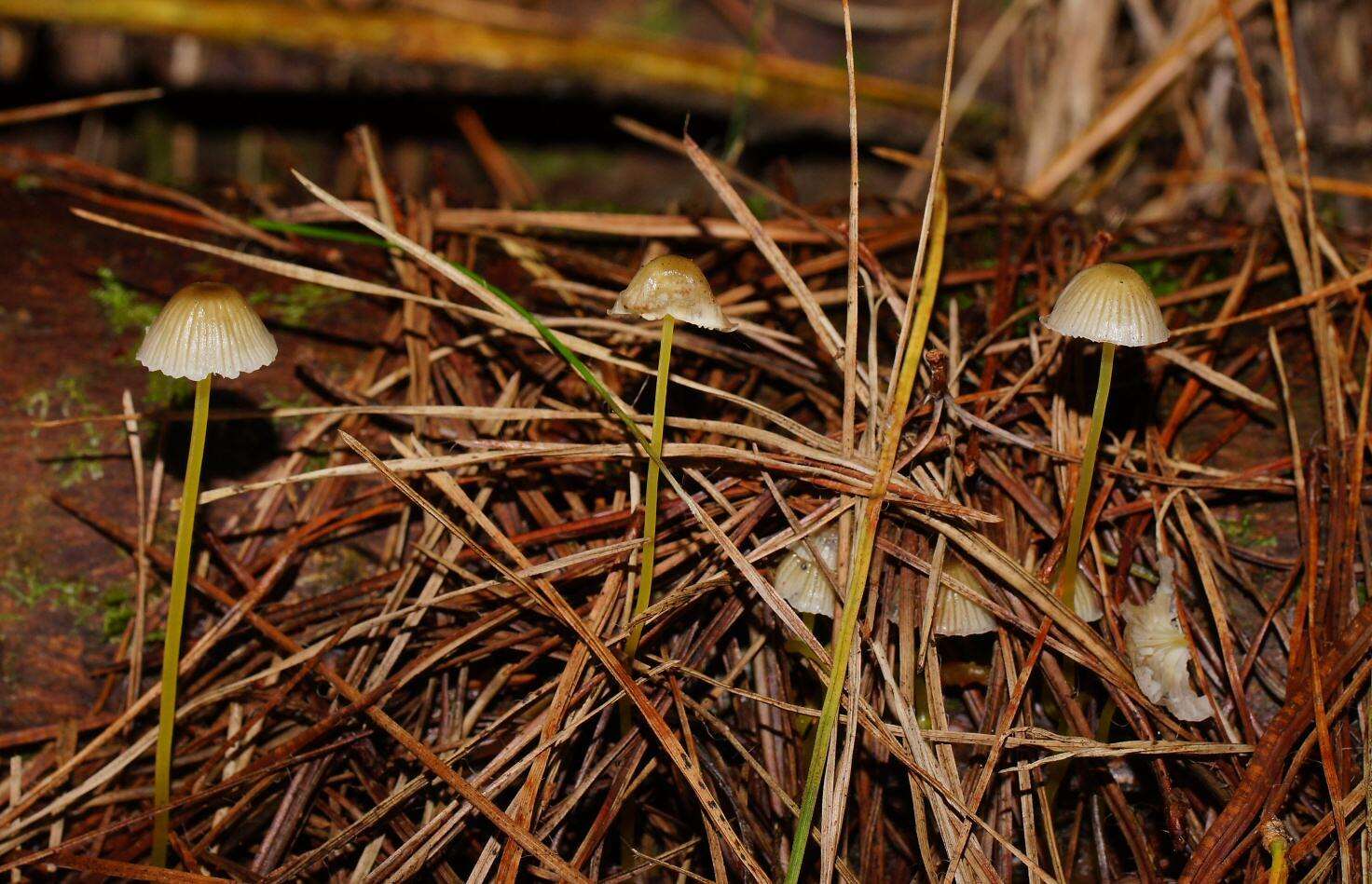 Слика од Mycena epipterygia (Scop.) Gray 1821