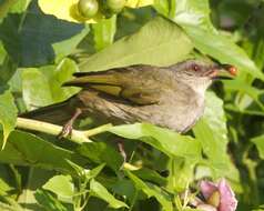 Image of Olive-winged Bulbul