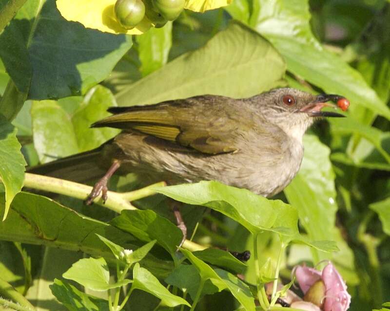 Image of Olive-winged Bulbul