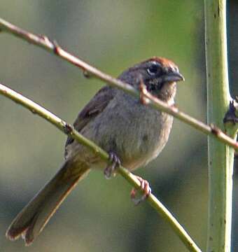 Image de Aimophila Swainson 1837