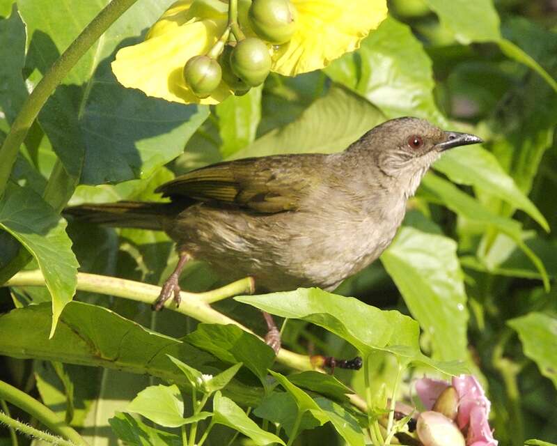 Image of Olive-winged Bulbul