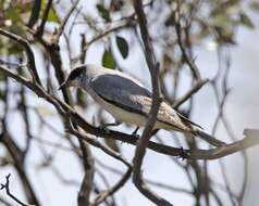 Image of Black-faced Cuckoo-shrike