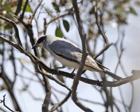 Image of Black-faced Cuckoo-shrike