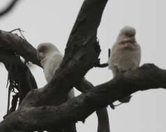 Image of Long-billed Corella