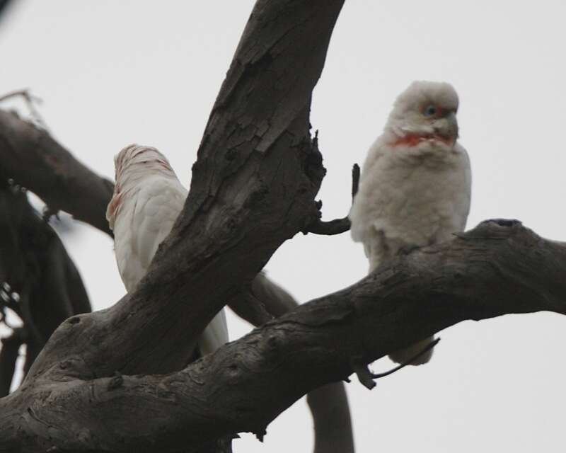 Image of Long-billed Corella