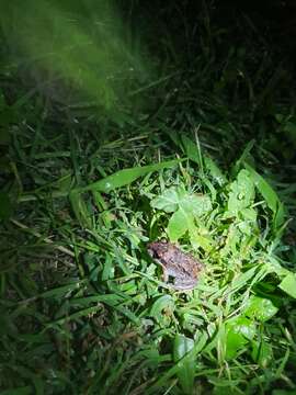 Image of Salmon-striped Frog