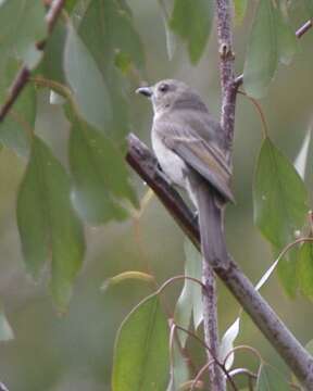 Image of Australian Golden Whistler