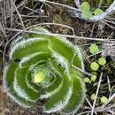 Image of Crassula barbata Thunb.