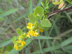 Image of Poiretia punctata (Willd.) Desv.